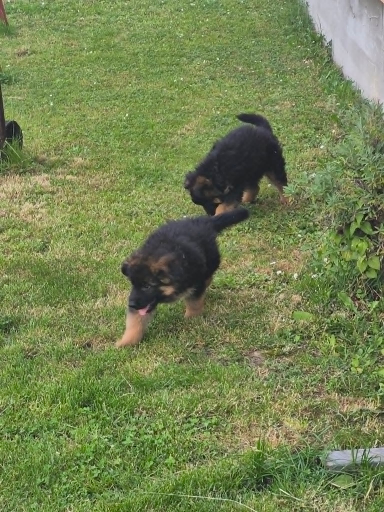 Dugodlaki nemački ovčar štenci