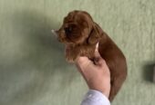 Crveni Cockapoo štenci