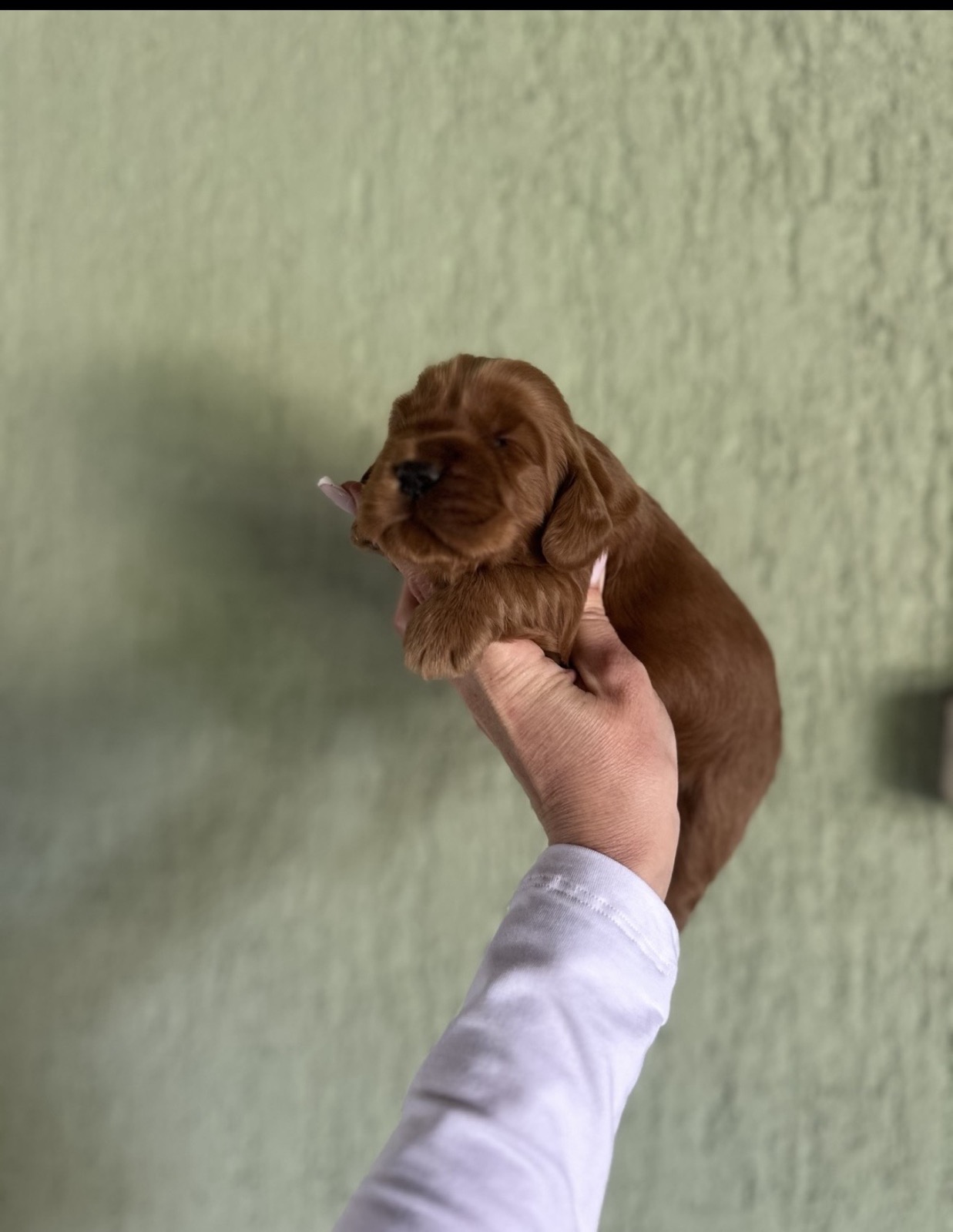 Crveni Cockapoo štenci