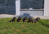 Jazavičar prelepi štenci na prodaju