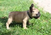 Francuski Buldog štenci