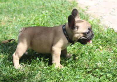 buldog-01