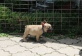 Francuski Buldog štenci
