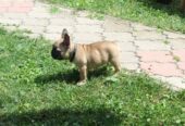 Francuski Buldog štenci