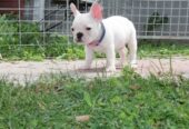 Francuski Buldog štenci