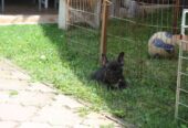Francuski Buldog štenci