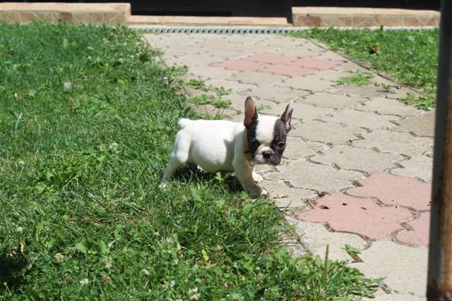 Francuski Buldog štenci