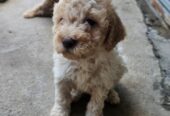 Lagotto Romagnolo, kvalitetni štenci