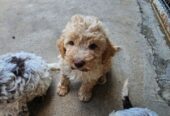 Lagotto Romagnolo, kvalitetni štenci