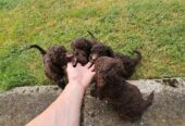 Lagotto Romagnolo, kvalitetni štenci