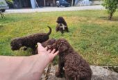 Lagotto Romagnolo, kvalitetni štenci