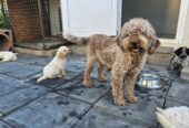 Lagotto Romagnolo, kvalitetni štenci