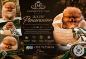 Pomeranci, ekskluzivni štenci brazilske krvne linije