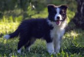 Border Collie-Border koli štenad