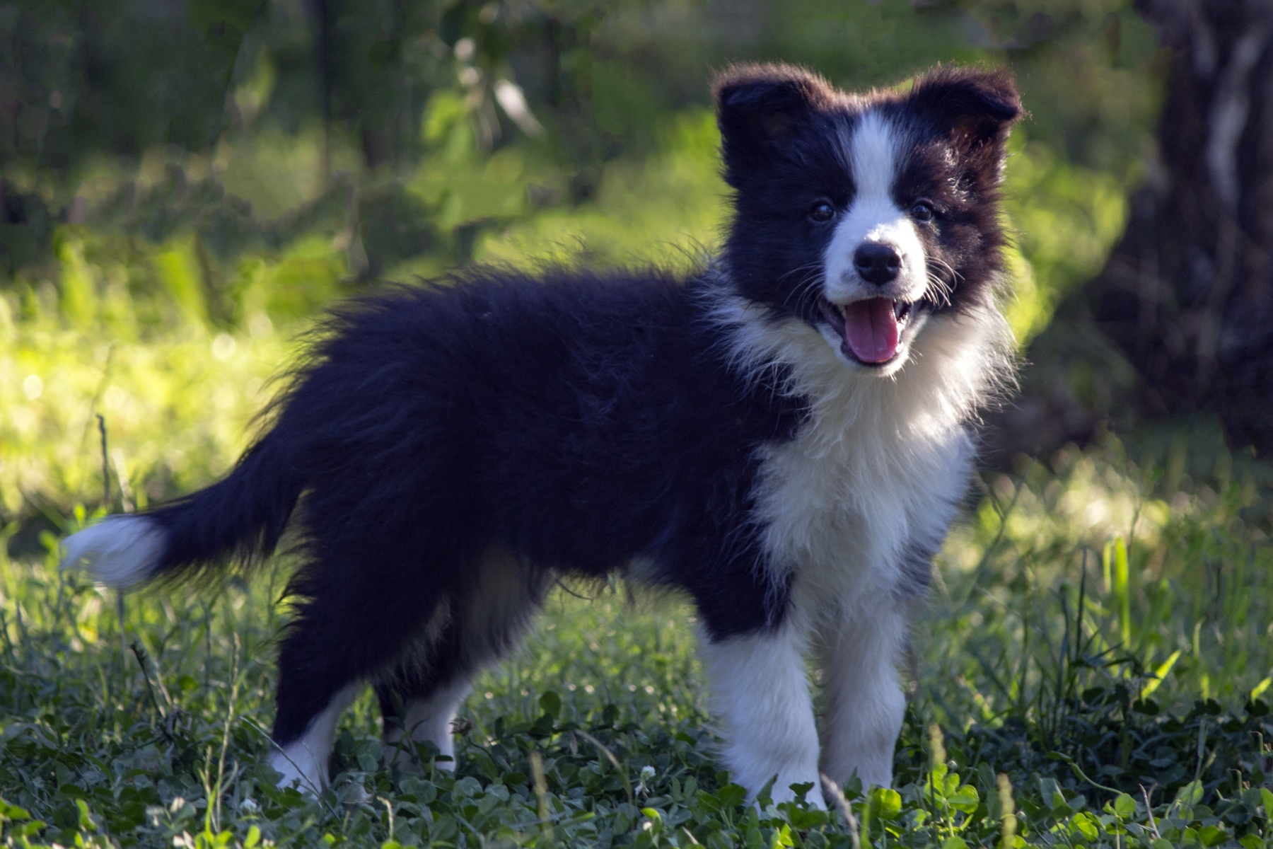 Border Collie-Border koli štenad