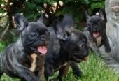 Francuski buldog
