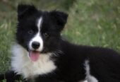 Border Collie-Border koli štenad