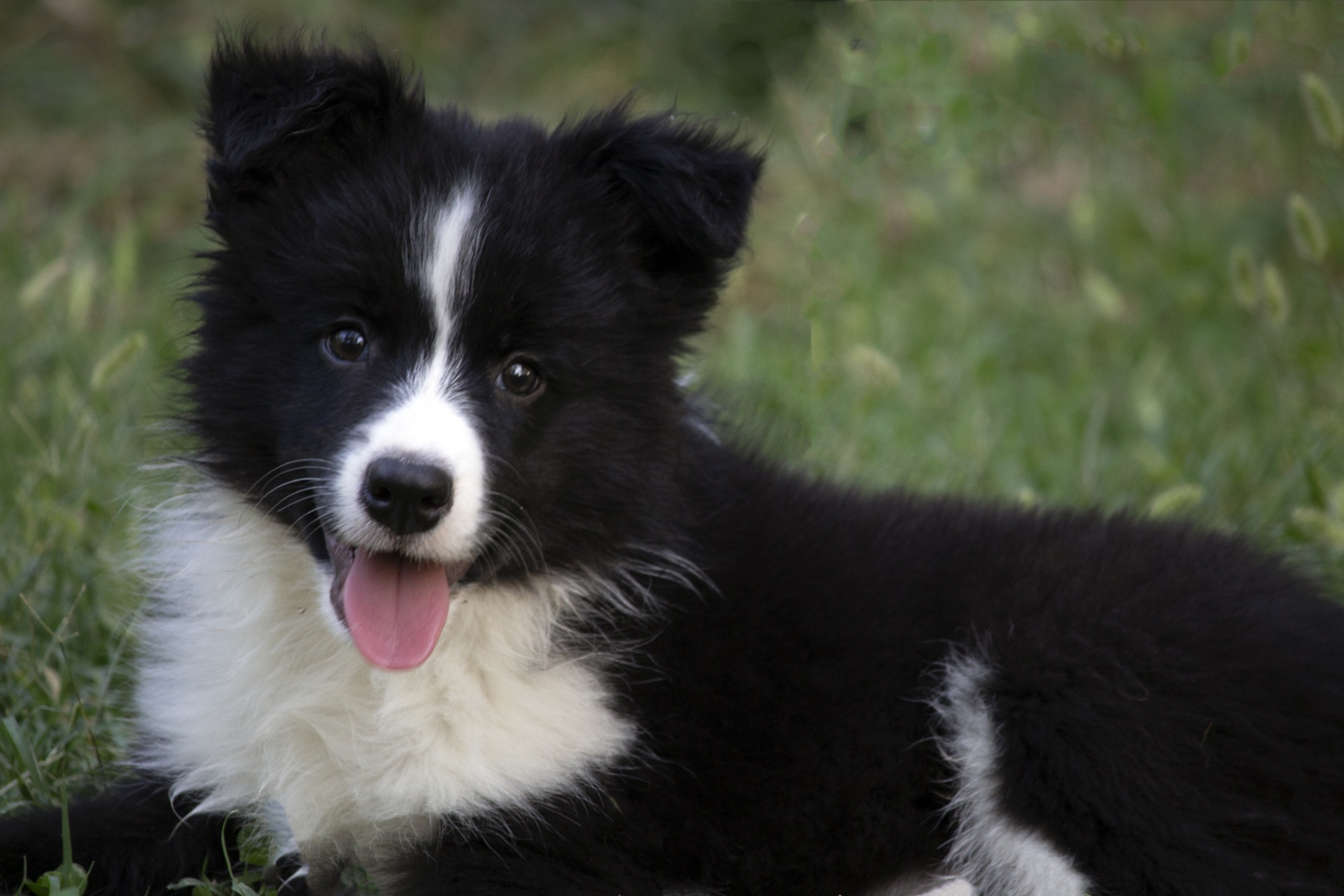 Border Collie-Border koli štenad