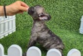 Francuski buldog