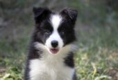 Border Collie-Border koli štenad
