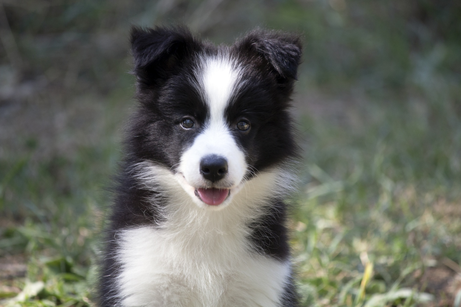 Border Collie-Border koli štenad