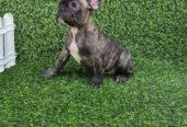 Francuski buldog