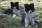 Border Collie-Border koli štenad