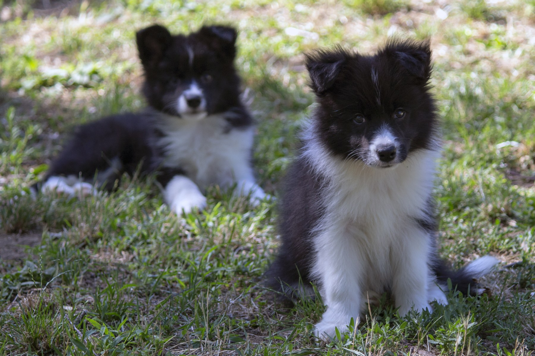 Border Collie-Border koli štenad