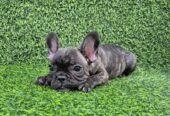 Francuski buldog