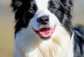 Border Collie-Border koli štenad