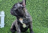 Francuski buldog