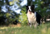 Border Collie-Border koli štenad