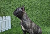 Francuski buldog