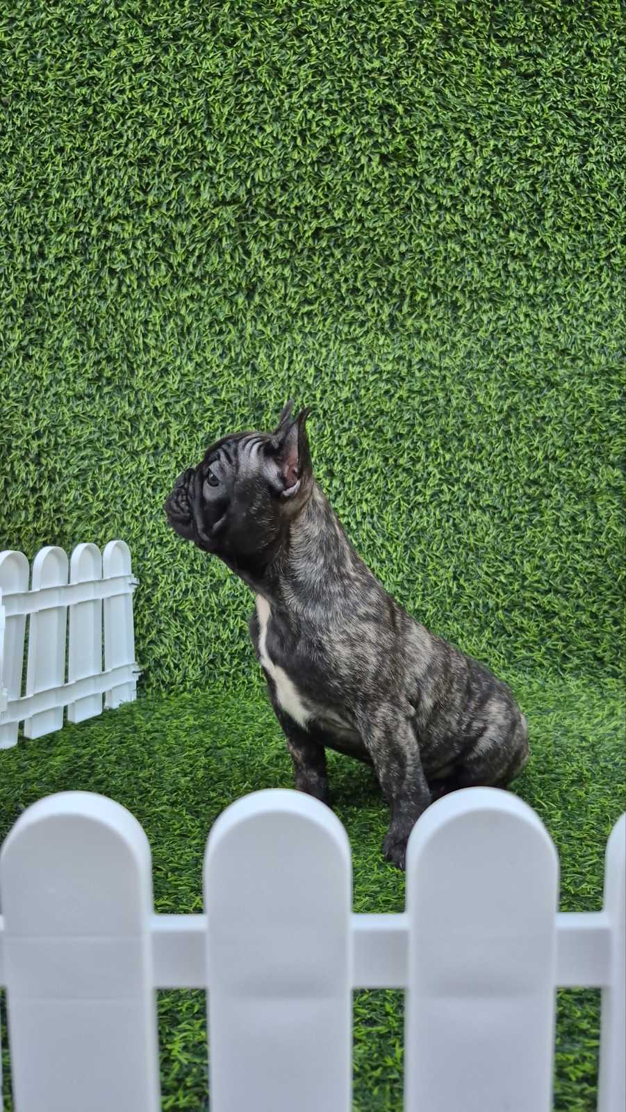 Francuski buldog