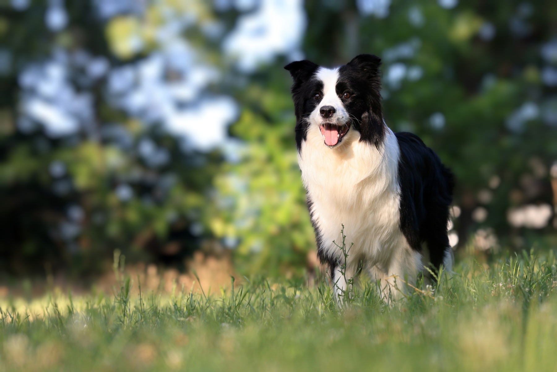 Border Collie-Border koli štenad