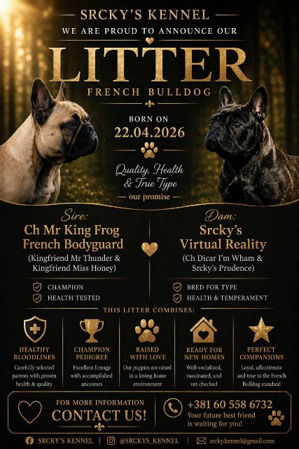 Francuski buldog, štenci