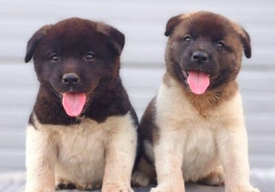 1.-americka-akita-01