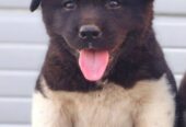 Američka Akita štenci