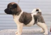 Američka Akita štenci