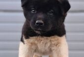 Američka Akita štenci