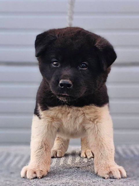 Američka Akita štenci