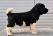 Američka Akita štenci