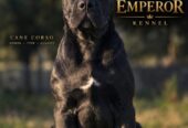 Cane Corso žensko štene