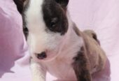 Mini Bull Terijer prelepi štenci