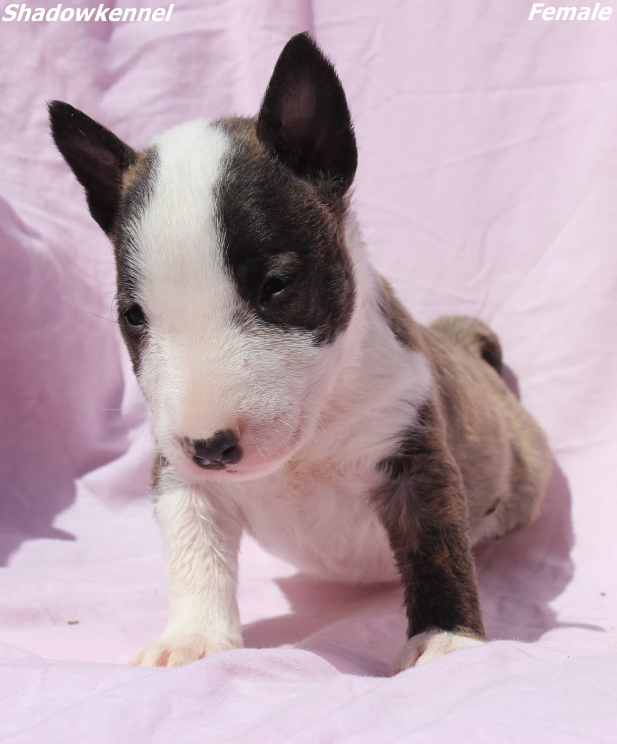Mini Bull Terijer prelepi štenci