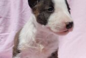 Mini Bull Terijer prelepi štenci