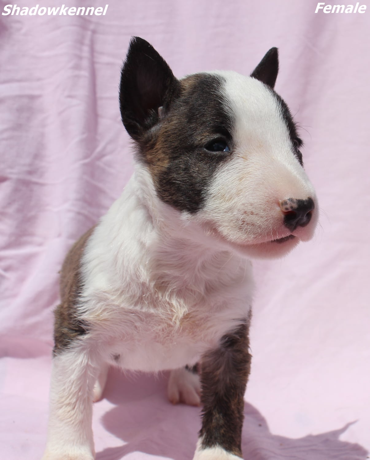 Mini Bull Terijer prelepi štenci
