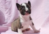 Mini Bull Terijer prelepi štenci