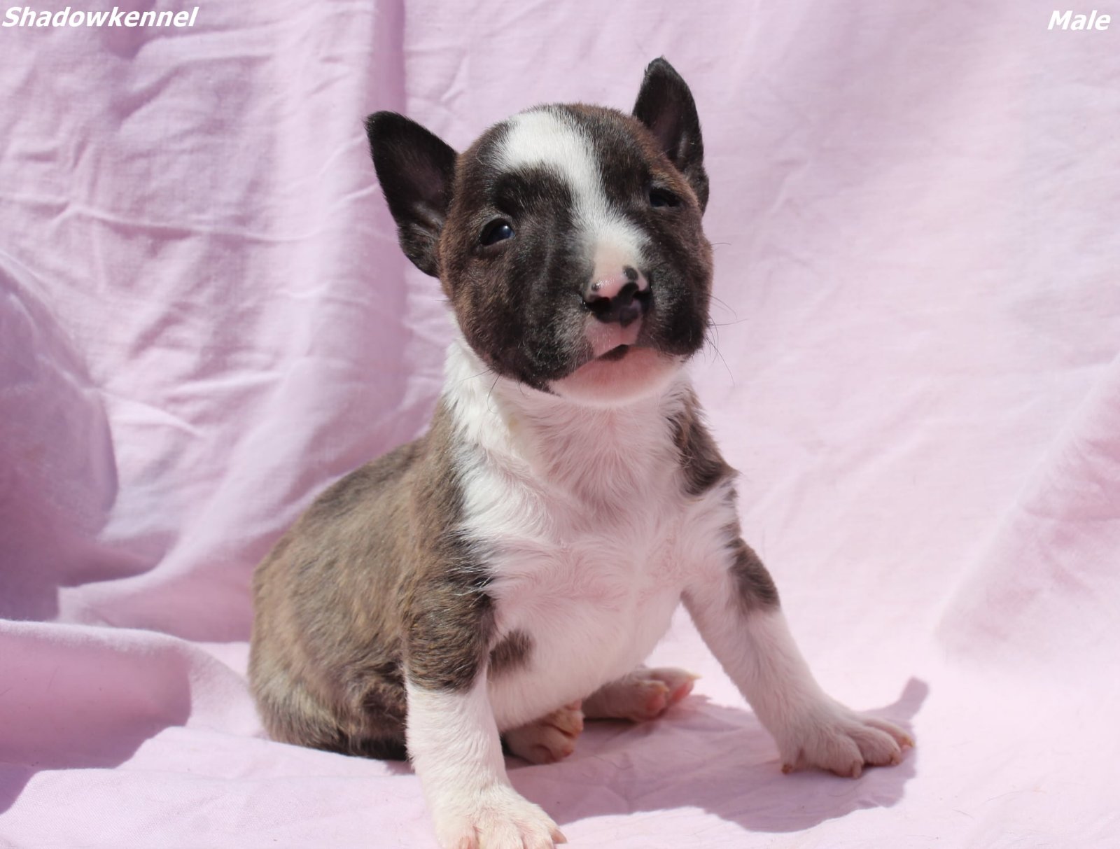 Mini Bull Terijer prelepi štenci