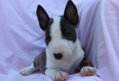 Mini Bull Terijer prelepi štenci